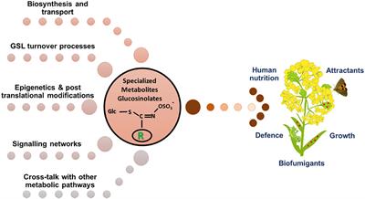 Editorial: Glucosinolates: Regulation of Biosynthesis and Hydrolysis